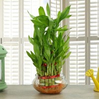 Lucky Bamboo 2 Layer Plant